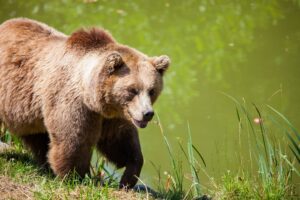 beer dromen krachtdier, spirit animal, totem, symboliek en betekenis