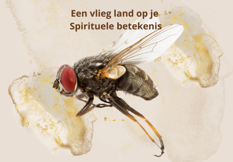 vlieg landt op je vlieg zit op je spirituele betekenis symboliek
