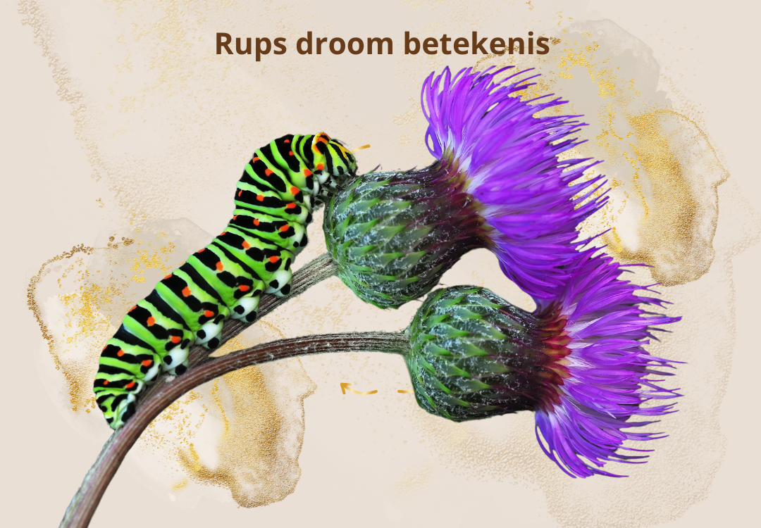 Dromen rups droom symboliek spirituele betekenis dromen