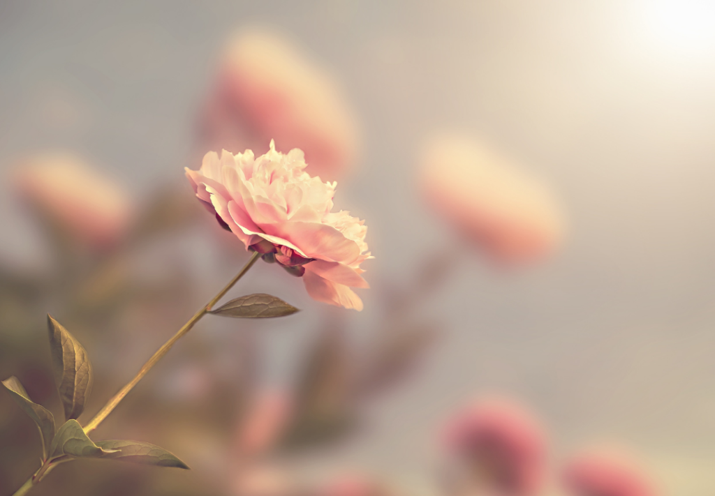Rozen roos symboliek spirituele betekenis dromen droom