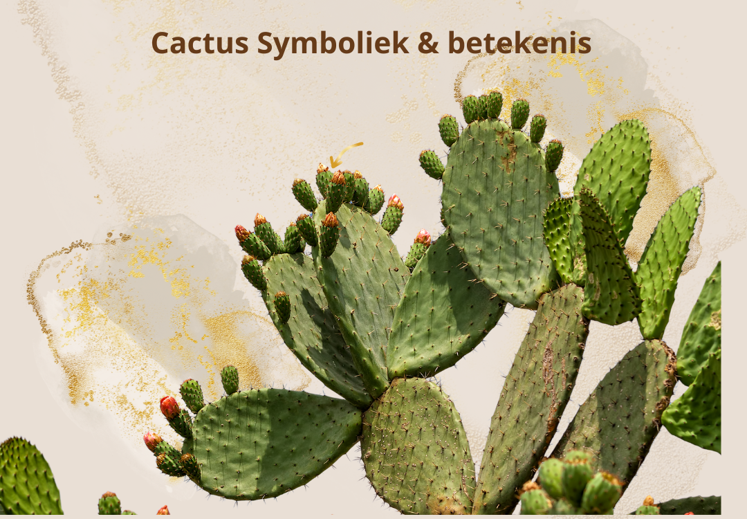 Cactus symboliek spirituele betekenis geneeskunde