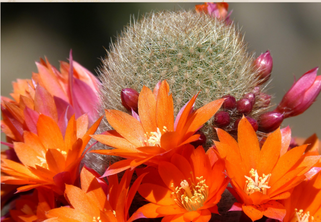 Cactus symboliek spirituele betekenis geneeskunde