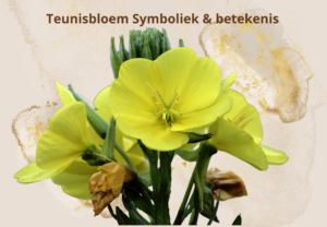 Teunisbloem symboliek spirituele betekenis geneeskunde