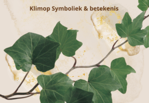 Hedera klimop symboliek spirituele betekenis geneeskunde