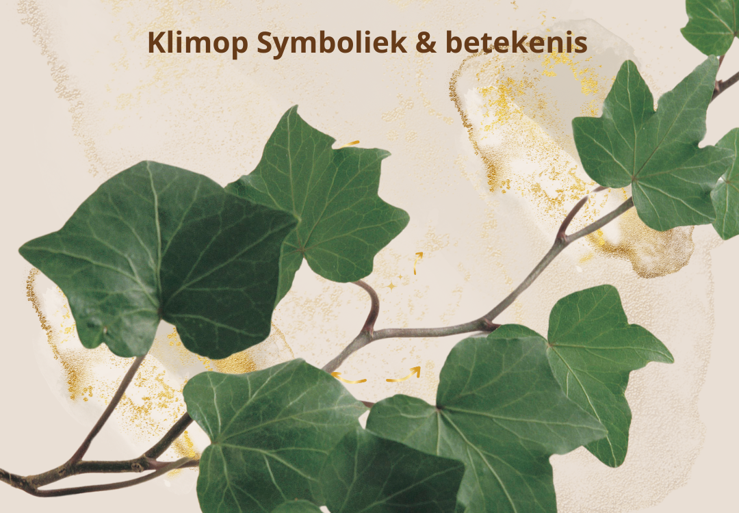 Hedera klimop symboliek spirituele betekenis geneeskunde