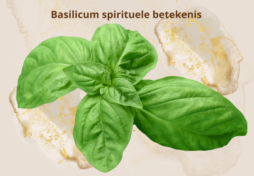 Basilicum spirituele betekenis symboliek droom dromen