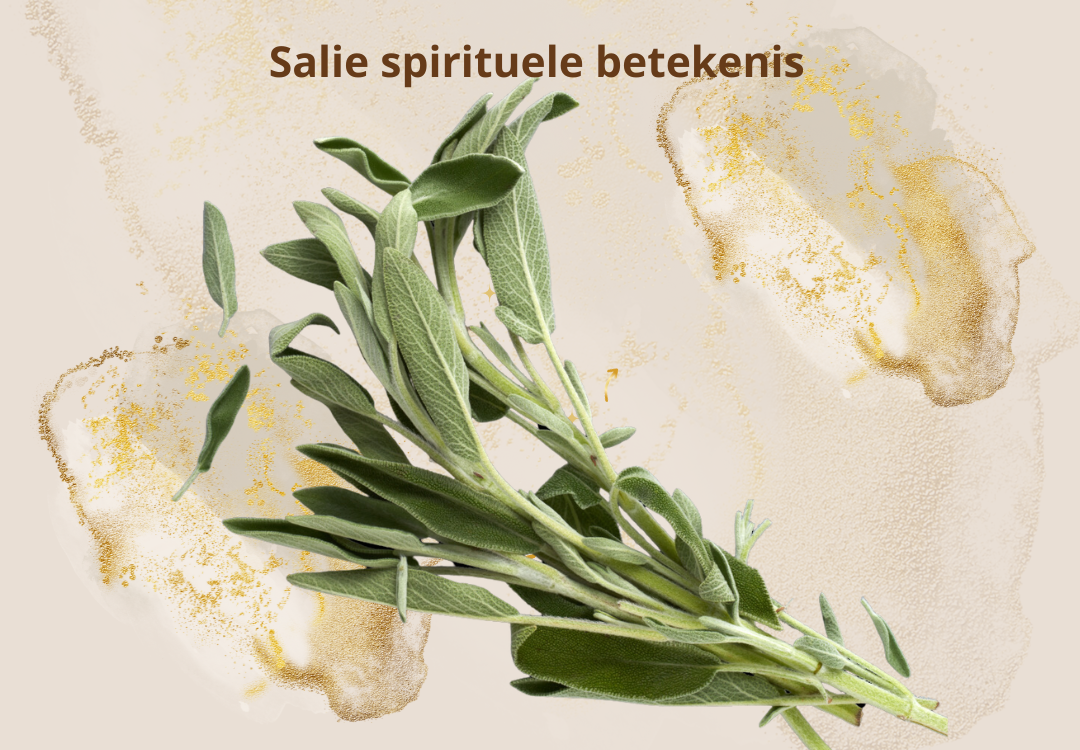Salie plant kruid spirituele betekenis symboliek droom dromen