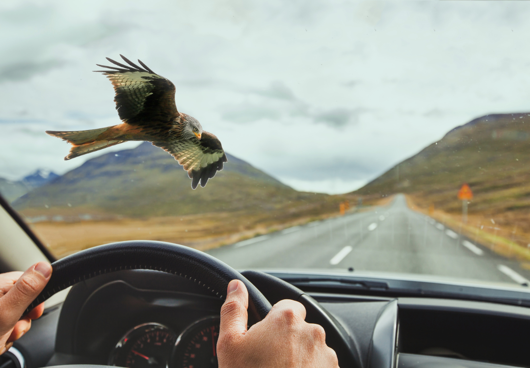 vogels vogel voor of over de auto vliegen spirituele betekenis symboliek droom dromen