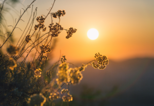 Zon spirituele betekenis symboliek droom dromen