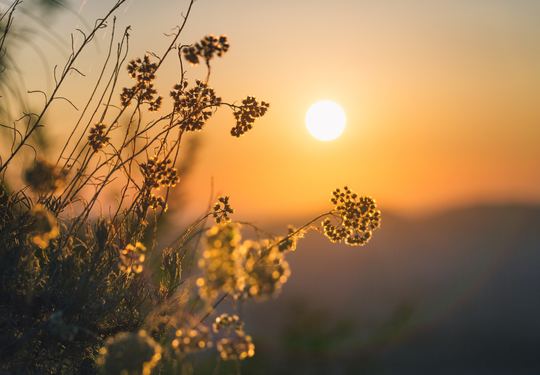 Zon spirituele betekenis symboliek droom dromen