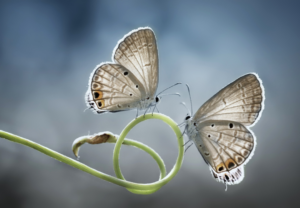 twee spirituele betekenissen symboliek droom dromen