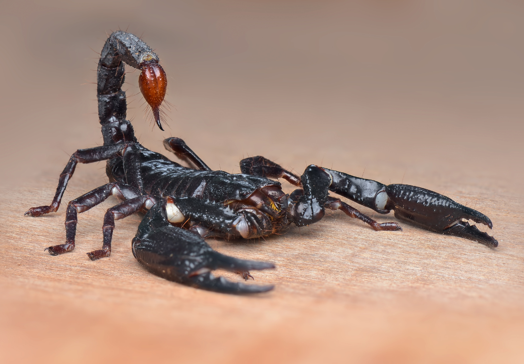 schorpioen spirituele betekenis symboliek symbool droom dromen krachtdier spirit animal totem