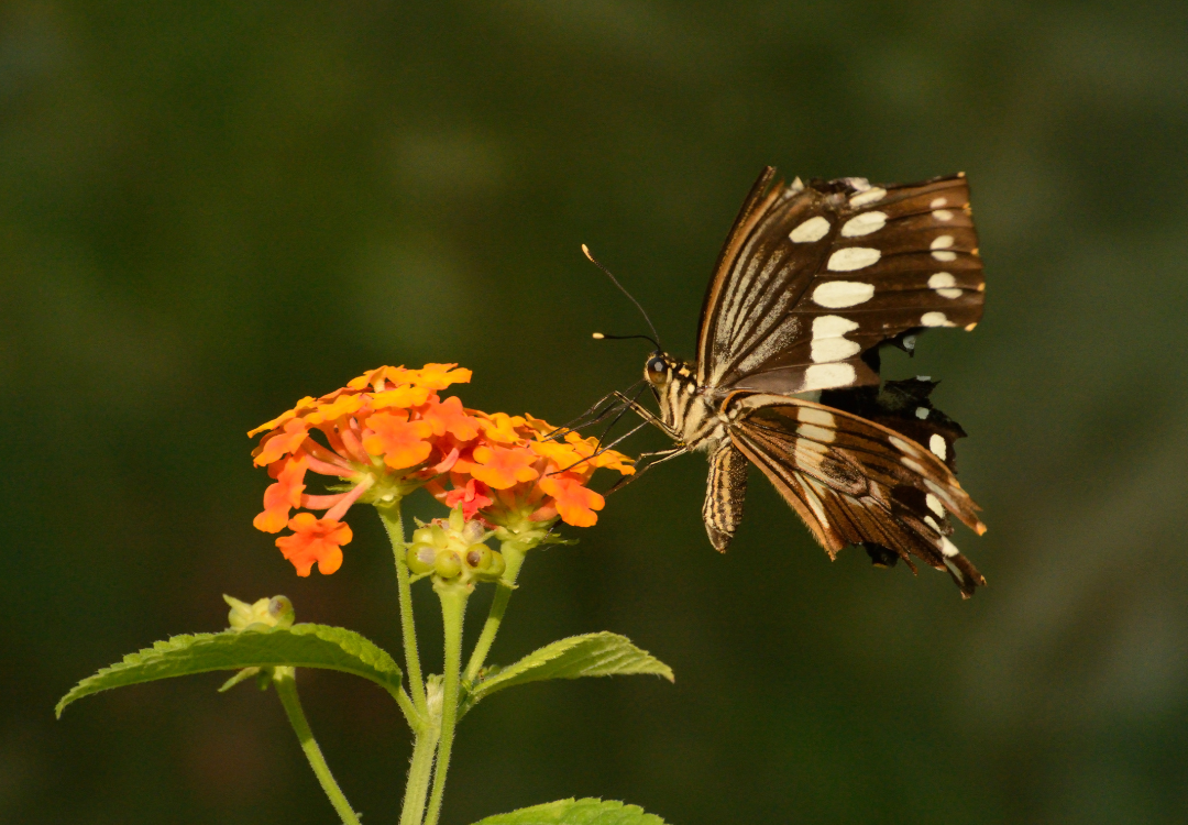 vlinder gebroken vleugel spirituele betekenis symboliek droom dromen