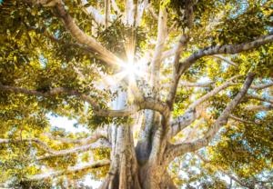 De es boom spirituele betekenis symboliek droom dromen