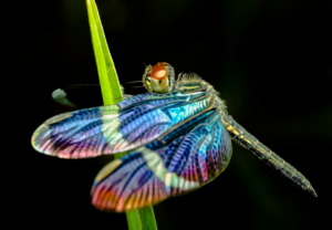 Libelle libellen Spirituele Betekenis symboliek droom dromen krachtdier totemdier spiritdier spirit animal