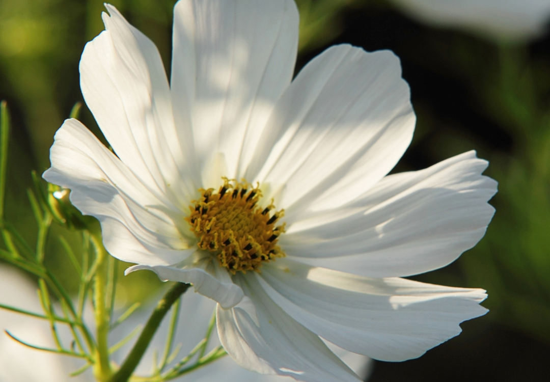 grote bloem bloemen spirituele betekenis