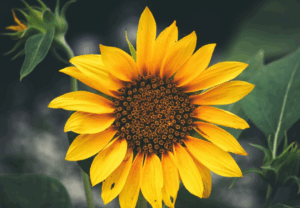 Zonnebloem spirituele betekenis symboliek droom dromen