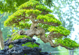 Bonsai boom boompje spirituele betekenis droom dromen
