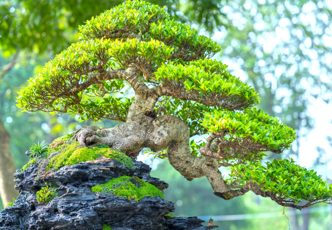 Bonsai boom boompje spirituele betekenis droom dromen