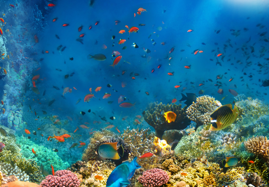 Atlantische Starseeds: Markeringen, Moedervlekken spirituele betekenis symboliek