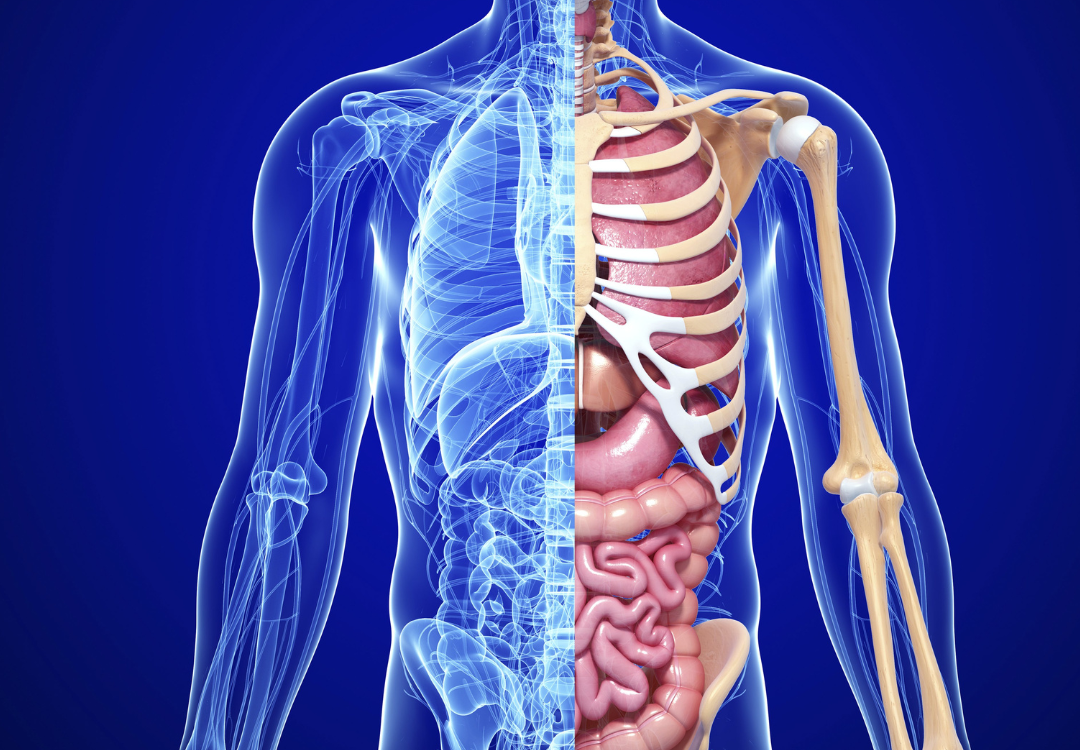 Linker rib spirituele betekenis droom dromen symboliek