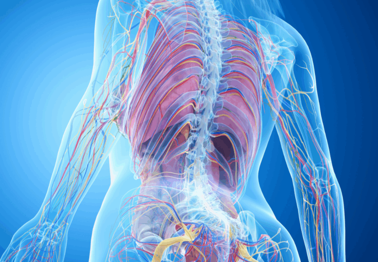 staartbot staartbotje spirituele betekenis symboliek droom dromen