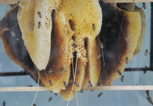 bijenkorf in huis spirituele betekenis