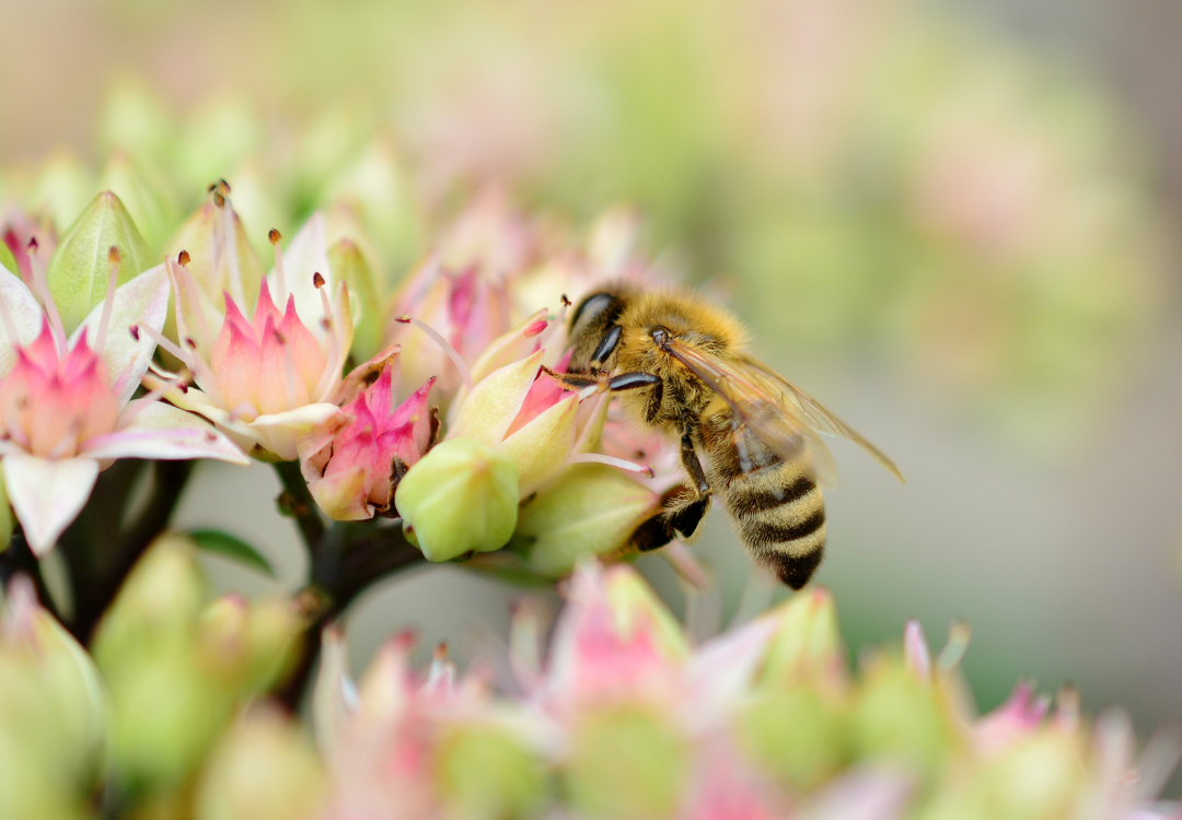 Honing bij bijen honingbij spirituele betekenis droom dromen