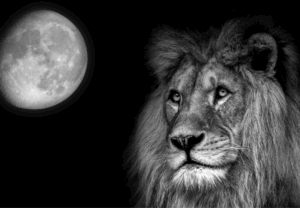 maan in leeuw horoscoop astrologie symboliek betekenis