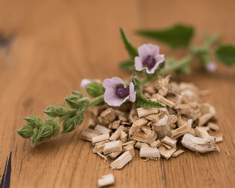 Heemstwortel-Althaea-officinalis gebruik en toepassingen