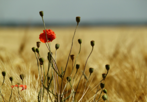 7-daagse uitdaging voor overvloed