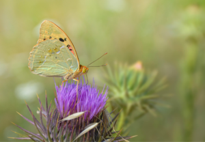 Mariadistel Silybum marianum: gebruik en toepassingen