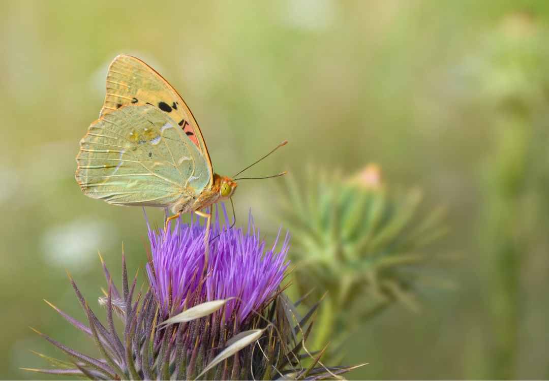 Mariadistel Silybum marianum: gebruik en toepassingen